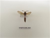 藏品(黃領錐腹蜾蠃)的圖片